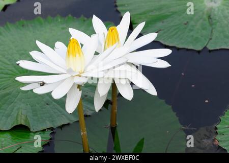 Zwei Weißwasserlilien (Nymphaea), in Gefangenschaft, mit gelben Staubblättern auf einem Teich, Stuttgart, Deutschland Stockfoto