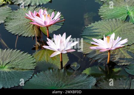 Drei Weißwasserlilien (Nymphaea lotus), gefangen, auf einem Teich umgeben von grünen Blättern, Stuttgart, Deutschland Stockfoto