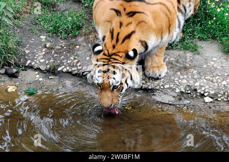 Sumatra-Tiger (Panthera tigris sumatrae), Gefangener, ein ausgewachsener Tiger, der vorsichtig Wasser aus einem kleinen Teich trinkt, Leipzig, Deutschland Stockfoto