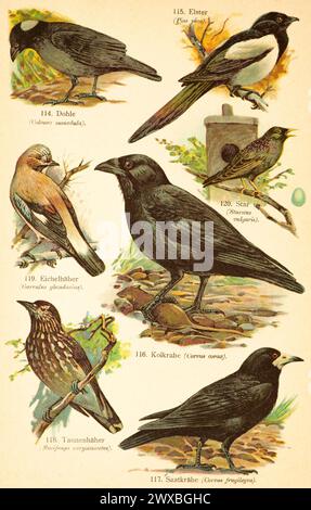 Westliche Jackdaw (Coloeus monedula), europäische Elster (Pica pica), Europäischer gemeiner Starling (Sturnus vulgaris), Eurasischer Jay (Garrulus glandarius) Stockfoto