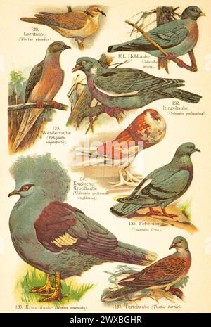 Afrikanische Taube (Streptopelia roseogrisea), Stocktaube (Columba oenas), gemeine Holztaube (Columba palumbus), Passattaube (Ectopistes Stockfoto