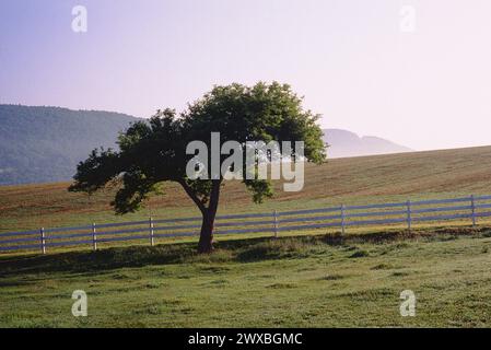 Einzelner Baum entlang der Zaunlinie; Lonely Spot Molkerei; Bellefonte; Pennsylvania; USA Stockfoto