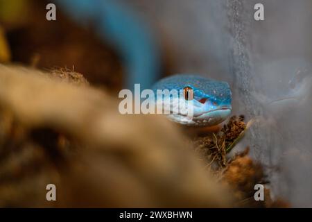 Zagreb, Kroatien. März 2024. Die indonesische Grubenviper (Trimeresurus insularis) wird am 29. März 2024 in Zagreb, Kroatien, auf der Schlangen- und Papageienausstellung in der Family Mall gesehen. Foto: Davor Puklavec/PIXSELL Credit: Pixsell/Alamy Live News Stockfoto