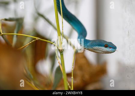 Zagreb, Kroatien. März 2024. Die indonesische Grubenviper (Trimeresurus insularis) wird am 29. März 2024 in Zagreb, Kroatien, auf der Schlangen- und Papageienausstellung in der Family Mall gesehen. Foto: Davor Puklavec/PIXSELL Credit: Pixsell/Alamy Live News Stockfoto