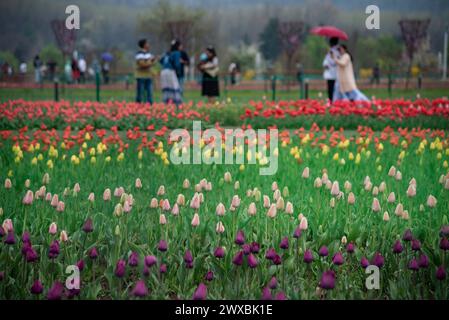 Srinagar, Indien. März 2024. Touristen werden an einem verregneten Frühlingsabend vorbei an Tulpenblumenbeeten im berühmten Indira Gandhi Memorial Tulip Garden, Asiens größtem Tulpengarten, in Srinagar, gesehen. (Foto: Idrees Abbas/SOPA Images/SIPA USA) Credit: SIPA USA/Alamy Live News Stockfoto