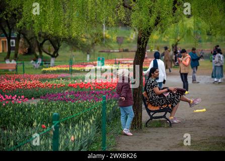 Srinagar, Indien. März 2024. Touristen werden an einem regnerischen Frühlingsabend vor blühenden Tulpenbeeten im berühmten Indira Gandhi Memorial Tulip Garden, Asiens größtem Tulpengarten, in Srinagar, gesehen. (Foto: Idrees Abbas/SOPA Images/SIPA USA) Credit: SIPA USA/Alamy Live News Stockfoto