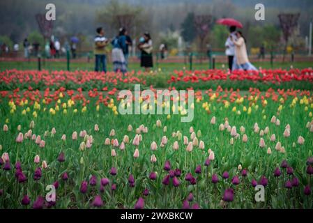 Srinagar, Jammu Und Kaschmir, Indien. März 2024. Touristen werden an einem verregneten Frühlingsabend vorbei an Tulpenblumenbeeten im berühmten Indira Gandhi Memorial Tulip Garden, Asiens größtem Tulpengarten, in Srinagar, gesehen. (Credit Image: © Idrees Abbas/SOPA Images via ZUMA Press Wire) NUR REDAKTIONELLE VERWENDUNG! Nicht für kommerzielle ZWECKE! Quelle: ZUMA Press, Inc./Alamy Live News Stockfoto