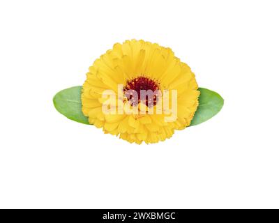 Die blühende Heilpflanze der Ringelblume. Calendula officinalis helle Orangenblüte mit auf weiß isolierten Blättern. Stockfoto