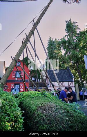 Eine Gruppe von Männern stellte auf dem alten Marktplatz eines mittelalterlichen Dorfes in Deutschland, Boppard am Rhein, einen traditionellen Maipole auf. Stockfoto