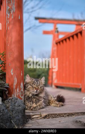 Eine Katze schläft auf einer Brücke vor dem Hintergrund eines Torii-Tors, ein vertikales Poster aus einem japanischen Garten in einem Stadtpark Stockfoto
