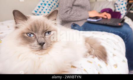 Die Puppe und die Frau, die im Hintergrund Telearbeit haben Stockfoto