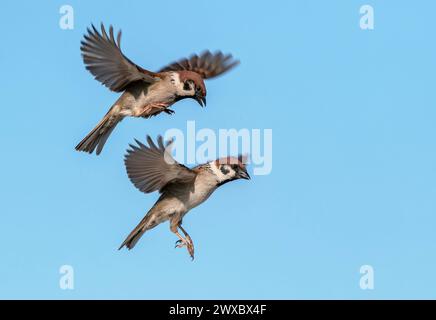 Ein Paar Spatzen, die vor blauem Himmel übereinander fliegen Stockfoto