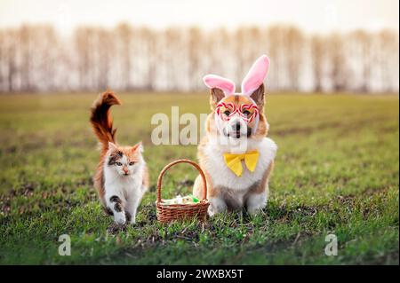 Pelzige Freunde Katze und Corgi Hund in Osterhasenohren mit einem Korb mit Eiern und Küken, die auf einem sonnigen Feld spazieren Stockfoto