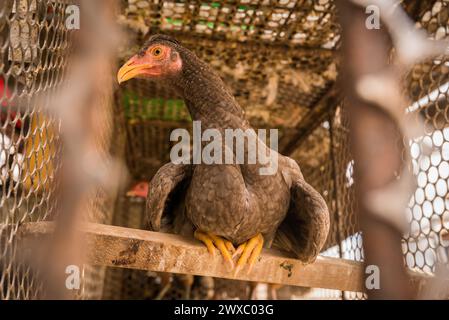 Huhn im Käfig zum Verkauf auf dem Markt Ver o Peso in Belem Stockfoto