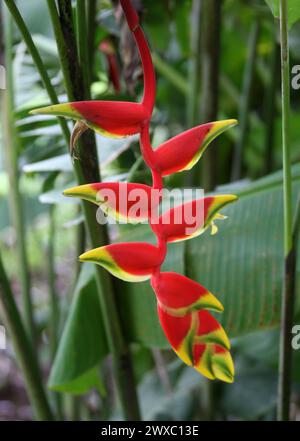 Krabbenkrallen, Hanging Hummer Claw, Hummer Claw, Papageischnabel, Anhänger Helikonia, Heliconia rostrata, Heliconiaceae. Costa Rica. Stockfoto