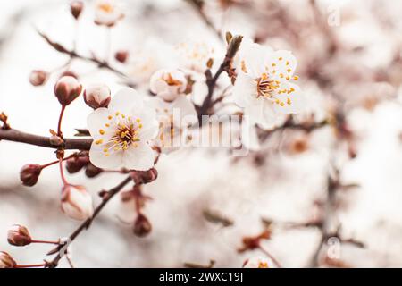 Aprikosenblüte. Am Anfang der Blüte öffneten sich die Knospen und die Blüten erschienen. Schöner Frühlingshintergrund mit Kopierraum. Nahaufnahme, Auswahl Stockfoto