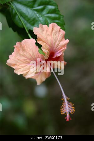 Blassorange Hibiskusblüte, Hibiscus rosa-sinensis (chinesische Rose), Hibisceae, Malvaceae. Costa Rica. Stockfoto