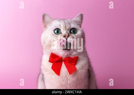 Porträt einer weißen britischen Katze, mit einer roten Schleife auf der Brust, sitzt und leckt ihren Mund mit ihrer Zunge Stockfoto