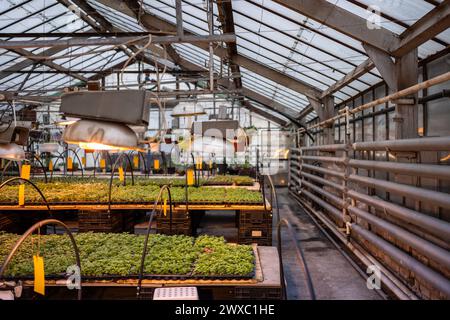 Sicht auf Pflanzensetzlinge in Industriegläsern. Pflanzen Sie Gemüse unter Phyto-Lampen im Gewächshaus an Stockfoto