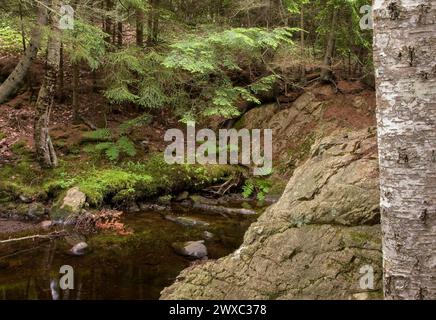 Kingston, New Brunswick, Kanada. Waldszene. Bach, Bäume, Felsen, Wasser. Stockfoto