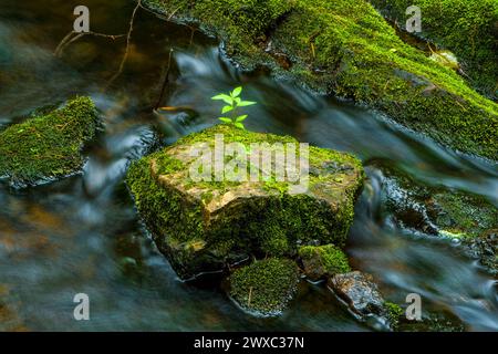 Optimismus. Keimling sprießt auf einem Felsen in der Mitte des Baches. New Brunswick, Kanada. Stockfoto