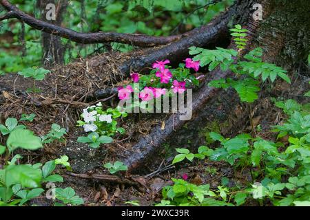 Scamper's Bluff, New Brunswick, Kanada. Waldblumen. Impatiens. Stockfoto