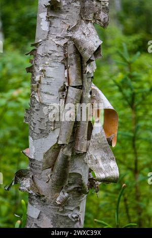 Kingston, New Brunswick, Kanada. Birkenrinde, Schälen. Stockfoto