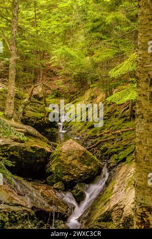 Kingston, New Brunswick, Kanada. Waldszene mit Brook. Stockfoto