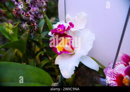 Eine bezaubernde weiße Orchidee mit gelben und magentafarbenen Akzenten in der Nähe eines von Grün umgebenen Pflückenzauns. Stockfoto