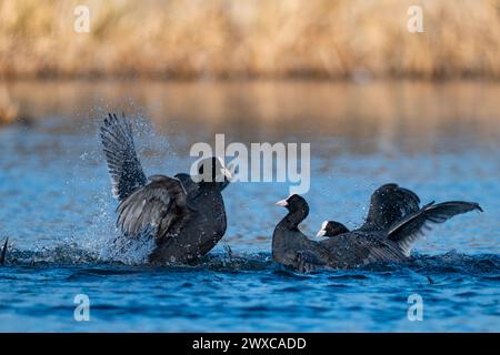 Fighting Ducks, Eurasian Coot Stockfoto