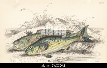 Europäischer Ruffe oder Papst, Gymnocephalus cernua 1, und Großweever, Trachinus draco 2. Handkolorierter Stahlstich von William Lizars nach einer Illustration von James Stewart aus Sir William Jardines The Naturalist's Library, Ichthyology, British Fishes, W.H. Lizars, Edinburgh, 1843. Stockfoto