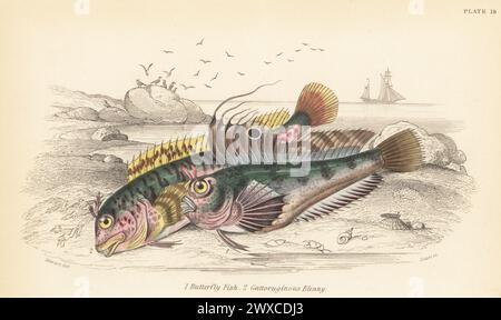 Schmetterling Blenny, Blennius ocellaris 1 und Tompot Blenny, Parablennius gattorugine 2. Handkolorierter Stahlstich von William Lizars nach einer Illustration von James Stewart aus Sir William Jardines The Naturalist's Library, Ichthyology, British Fishes, W.H. Lizars, Edinburgh, 1843. Stockfoto