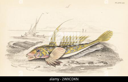 Gewöhnlicher Drache oder gemmous Drache, Callionymus lyra. Handkolorierter Stahlstich von William Lizars nach einer Illustration von James Stewart aus Sir William Jardines The Naturalist's Library, Ichthyology, British Fishes, W.H. Lizars, Edinburgh, 1843. Stockfoto