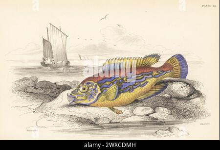 Kuckuckskuckskuckskuckskuckskuckskuckskuckskuckskuckskuckskuchen Erwachsene männlich. Handkolorierter Stahlstich von William Lizars nach einer Illustration von James Stewart aus Sir William Jardines The Naturalist's Library, Ichthyology, British Fishes, W.H. Lizars, Edinburgh, 1843. Stockfoto