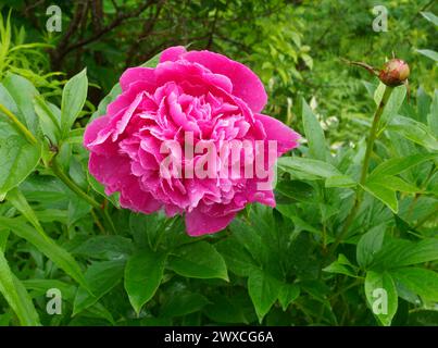 Rosa Pfingstrose in Blüte. Quebec, Kanada Stockfoto