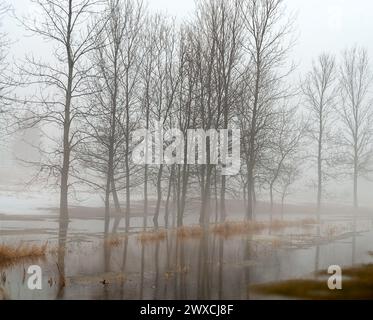 Hohe Bäume in überfluteten Feldern. Stockfoto