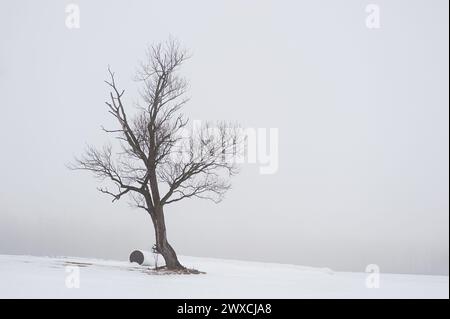 Runde Heuballen, die seit dem nächsten Mal mit einer weißen Plastikfolie bedeckt sind, auf schneebedecktem Feld. Auf einen Ahornbaum ohne Laub Stockfoto