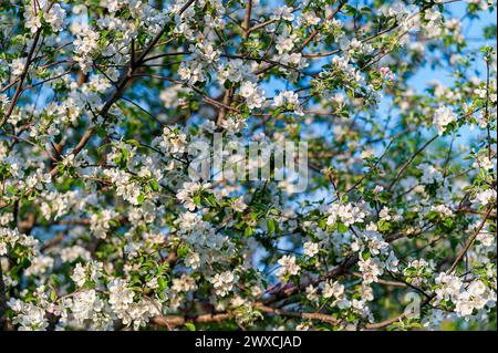Nahaufnahme eines McIntosh Apfelbaums in voller Blüte. Stockfoto