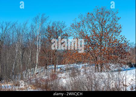 Birken- und Ahornbäume auf einem schneebedeckten Hügel Stockfoto