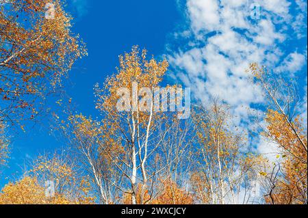 Blick auf gelbe Blätter auf Birkenbaum im Kontrast zum blauen Himmel Stockfoto