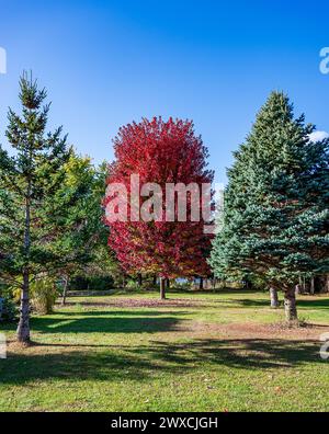 Der Herbst bringt das Wunder der wechselnden Farben, während die Ahornbäume in ihrer ganzen Pracht zeigen. Stockfoto