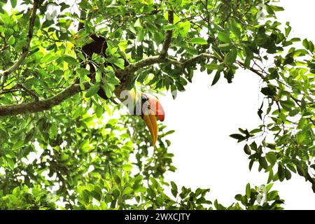 Ein männlicher Nashornvogel (Rhyticeros cassidix) sucht auf einem Baum im Tangkoko Nature Reserve, Nord-Sulawesi, Indonesien. Der Klimawandel verändert Umweltnischen, was dazu führt, dass Arten ihr Lebensraumspektrum verlagern, während sie ihre ökologische Nische verfolgen, was nach Ansicht von Nature Climate Change ein Nachteil für ein effektives Management der biologischen Vielfalt sein könnte. Ein Bericht eines Teams von Wissenschaftlern unter der Leitung von Marine Joly, basierend auf Forschungen von 2012 bis 2020, hat gezeigt, dass die Temperatur im Tangkoko Wald um bis zu 0,2 Grad pro Jahr steigt und... Stockfoto