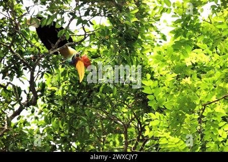 Ein männlicher Nashornvogel (Rhyticeros cassidix) sucht auf einem Baum im Tangkoko Nature Reserve, Nord-Sulawesi, Indonesien. Der Klimawandel verändert Umweltnischen, was dazu führt, dass Arten ihr Lebensraumspektrum verlagern, während sie ihre ökologische Nische verfolgen, was nach Ansicht von Nature Climate Change ein Nachteil für ein effektives Management der biologischen Vielfalt sein könnte. Ein Bericht eines Teams von Wissenschaftlern unter der Leitung von Marine Joly, basierend auf Forschungen von 2012 bis 2020, hat gezeigt, dass die Temperatur im Tangkoko Wald um bis zu 0,2 Grad pro Jahr steigt und... Stockfoto