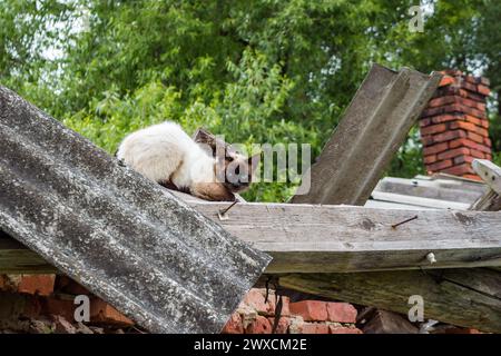 Die verängstigte siamkatze sitzt auf dem Dach Stockfoto