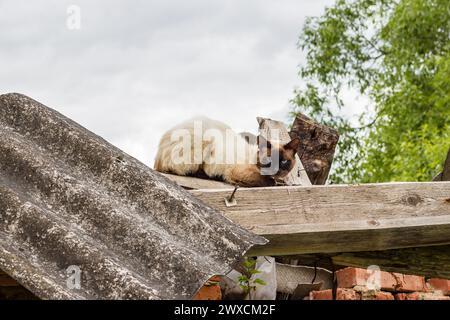 Die verängstigte siamkatze sitzt auf dem Dach Stockfoto