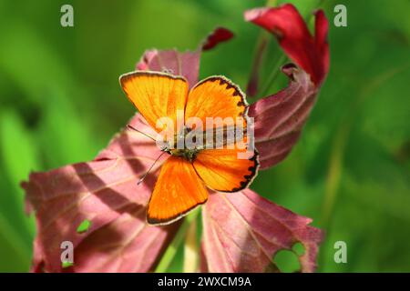 Helloranger Schmetterling knappes Kupfer (Lycaena virgaureae, Familie Lycaenidae), männlich Stockfoto