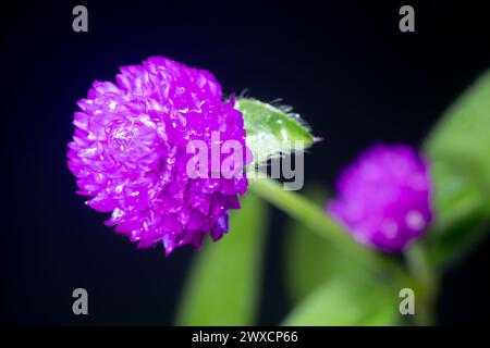 Lila Blume von Globus Amaranth im Garten Stockfoto