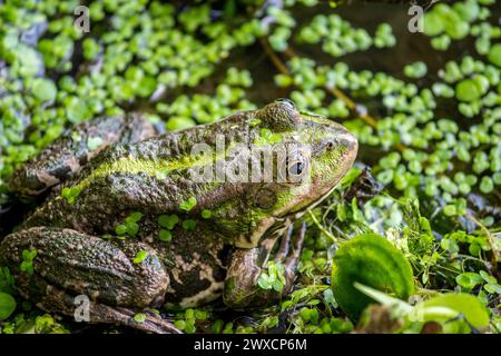 Poolfrosch (Pelophylax lessonae) sitzt am Ufer in einem Entengras Stockfoto