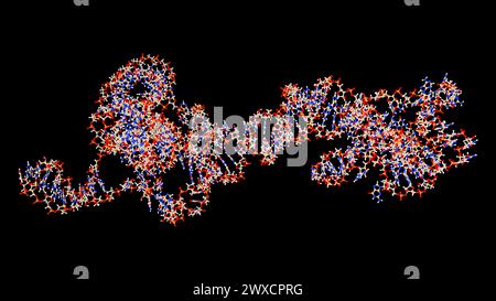 Darstellung eines RNA-(Ribonukleinsäure-)Obelisken. RNA-Obelisken sind viroide RNA-Fragmente, die sich in Bakterien im menschlichen Mund und Darm replizieren. Sie bestehen aus einsträngiger zirkulärer RNA und haben eine stäbchenartige Sekundärstruktur. Sie kodieren für Proteine mit unbekannter Funktion. Stockfoto