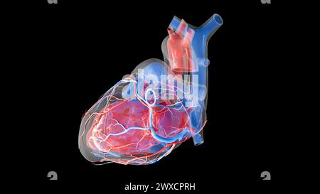 Illustration der menschlichen Herzdurchblutung und der inneren Strukturen. Der linke Vorhof, der linke Ventrikel und die Koronararterien sind rot und der rechte Vorhof, der rechte Ventrikel und die Herzvenen blau dargestellt. Stockfoto